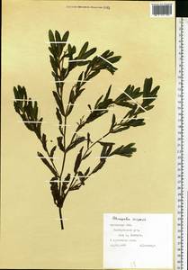 Potamogeton crispus L., Eastern Europe, West Ukrainian region (E13) (Ukraine)