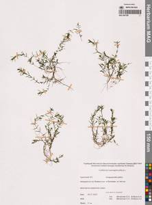 Callitriche hermaphroditica L., Siberia, Chukotka & Kamchatka (S7) (Russia)