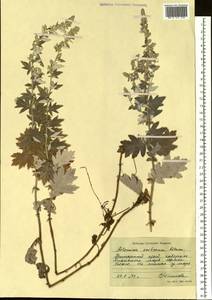 Artemisia saitoana Kitam., Siberia, Russian Far East (S6) (Russia)