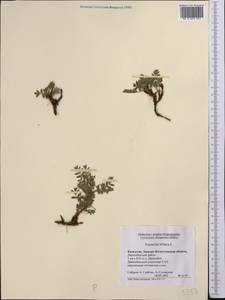 Sibbaldianthe bifurca subsp. bifurca, Middle Asia, Caspian Ustyurt & Northern Aralia (M8) (Kazakhstan)