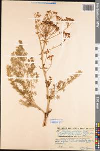 Ferulago galbanifera (Mill.) W. D. J. Koch, Eastern Europe, North Ukrainian region (E11) (Ukraine)