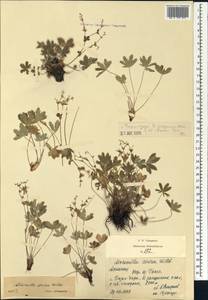 Alchemilla sericea Willd., Caucasus, Armenia (K5) (Armenia)