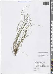 Carex, Eastern Europe, Moscow region (E4a) (Russia)