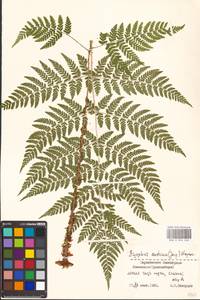 Dryopteris expansa (C. Presl) Fraser-Jenk. & Jermy, Eastern Europe, North-Western region (E2) (Russia)