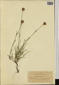 Dianthus giganteiformis borb., Western Europe (EUR) (Romania)