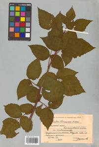 Rubus idaeus subsp. melanolasius Focke, Siberia, Russian Far East (S6) (Russia)