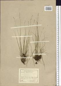 Poa attenuata Trin., Siberia, Baikal & Transbaikal region (S4) (Russia)