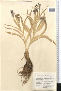 Iris warleyensis Foster, Middle Asia, Pamir & Pamiro-Alai (M2) (Uzbekistan)