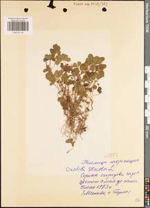 Oxalis corniculata L., Eastern Europe, Central region (E4) (Russia)