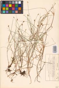 Carex chordorrhiza L.f., Eastern Europe, Northern region (E1) (Russia)