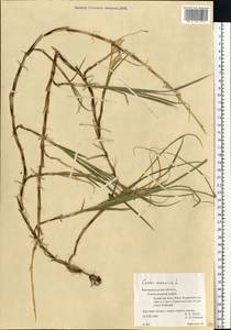 Carex arenaria L., Eastern Europe, North-Western region (E2) (Russia)