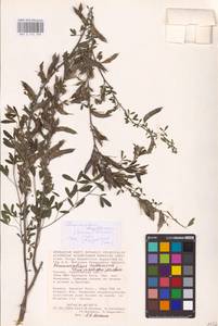 Chamaecytisus borysthenicus (Gruner) Klásk., Eastern Europe, Lower Volga region (E9) (Russia)