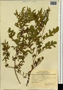 Glycyrrhiza glabra L., South Asia, South Asia (Asia outside ex-Soviet states and Mongolia) (ASIA) (Iran)