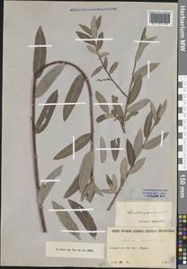 Salix capusii Franch., Middle Asia, Northern & Central Tian Shan (M4) (Kazakhstan)