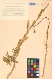 Turritis glabra L., Siberia, Russian Far East (S6) (Russia)
