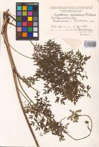 Oreoselinum nigrum Delarbre, Eastern Europe, North Ukrainian region (E11) (Ukraine)