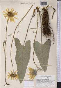 Balsamorhiza sagittata (Pursh) Nutt., America (AMER) (United States)