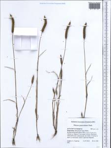 Phleum paniculatum Huds., Middle Asia, Western Tian Shan & Karatau (M3) (Kyrgyzstan)