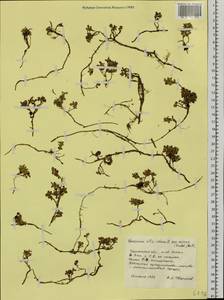 Vaccinium vitis-idaea L., Siberia, Western Siberia (S1) (Russia)
