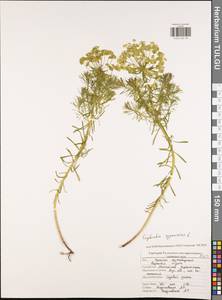 Euphorbia cyparissias L., Eastern Europe, Central region (E4) (Russia)