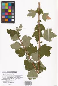 Ribes alpinum, Eastern Europe, Moscow region (E4a) (Russia)