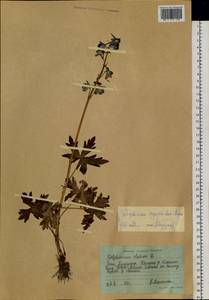 Delphinium elatum subsp. cryophilum (Nevski) Jurtzev, Siberia, Central Siberia (S3) (Russia)