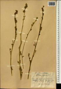 Althaea officinalis L., South Asia, South Asia (Asia outside ex-Soviet states and Mongolia) (ASIA) (China)