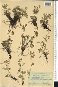 Alchemilla sericea Willd., Caucasus, Dagestan (K2) (Russia)