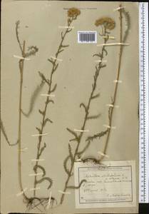 Achillea setacea Waldst. & Kit., Middle Asia, Muyunkumy, Balkhash & Betpak-Dala (M9) (Kazakhstan)