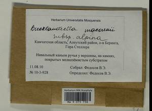 Bucklandiella macounii subsp. alpina (E. Lawton) Bedn.-Ochyra & Ochyra, Bryophytes, Bryophytes - Chukotka & Kamchatka (B21) (Russia)
