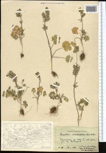 Aconitum rotundifolium Kar. & Kir., Middle Asia, Pamir & Pamiro-Alai (M2) (Tajikistan)