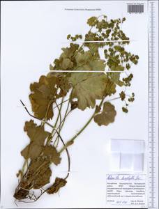 Alchemilla leiophylla Juz., Eastern Europe, Eastern region (E10) (Russia)