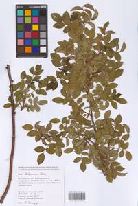 Rosa balsamica Besser, Eastern Europe, Lower Volga region (E9) (Russia)