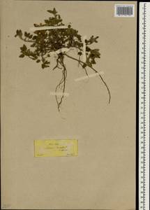 Scutellaria orientalis L., South Asia, South Asia (Asia outside ex-Soviet states and Mongolia) (ASIA) (Turkey)