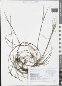 Carex chordorrhiza L.f., Eastern Europe, Central region (E4) (Russia)