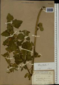 Althaea officinalis L., Eastern Europe, North Ukrainian region (E11) (Ukraine)