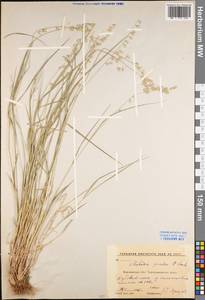 Melica picta K.Koch, Eastern Europe, Central forest-and-steppe region (E6) (Russia)