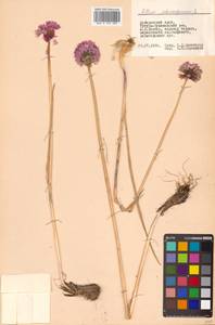 Allium schoenoprasum L., Siberia, Russian Far East (S6) (Russia)