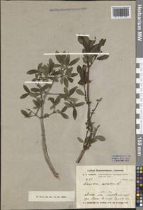 Lonicera caerulea L., Siberia, Baikal & Transbaikal region (S4) (Russia)