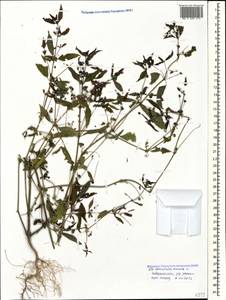 Mercurialis annua L., Caucasus, Black Sea Shore (from Novorossiysk to Adler) (K3) (Russia)