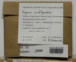 Bryum, Bryophytes, Bryophytes - North Caucasus & Ciscaucasia (B12) (Russia)