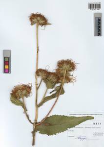 Inula helenium L., Siberia, Altai & Sayany Mountains (S2) (Russia)