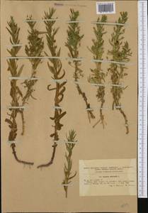 Gratiola officinalis L., Western Europe (EUR) (Romania)