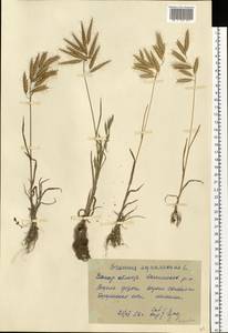 Bromus squarrosus L., Eastern Europe, South Ukrainian region (E12) (Ukraine)