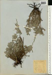 Artemisia incana (L.) Druce, Eastern Europe, Eastern region (E10) (Russia)