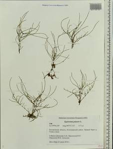 Equisetum palustre L., Eastern Europe, Central forest region (E5) (Russia)