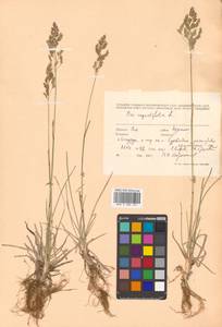 Poa angustifolia L., Siberia, Russian Far East (S6) (Russia)