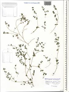 Euphorbia chamaesyce L., Caucasus, Black Sea Shore (from Novorossiysk to Adler) (K3) (Russia)