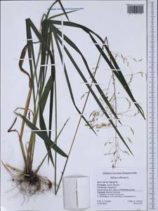 Milium effusum L., Western Europe (EUR) (Germany)