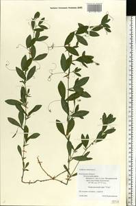 Lathyrus tuberosus L., Eastern Europe, Central region (E4) (Russia)